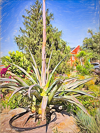 Centurary Plant_130909_16_107-HPXSYV