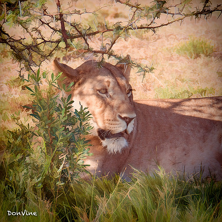 Lioness in Waiting_(Shamwari - South Africa)_050409_075236_620-XSIQ
