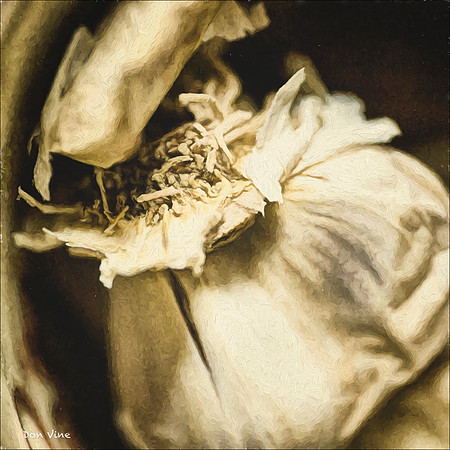 A Garlic Clove_150520_102043_17-HXSYQ