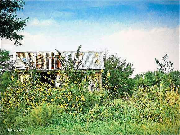 Rusted Shed Wild Sunflowers_090915__116__3-XSYA