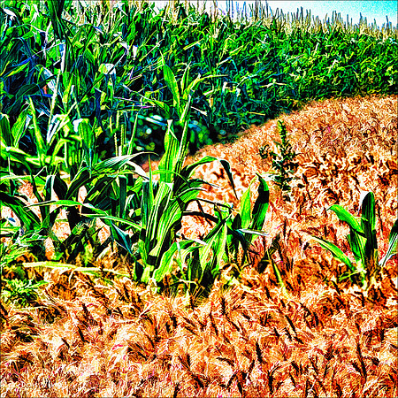 Corn in the Wheat_100625__020__6-HXSQ