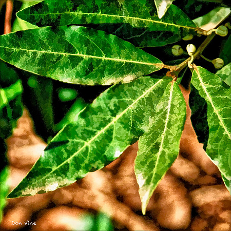 Bay Laurel Leaves_100330__020__2-HXSQ