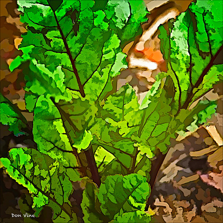 Boro Beet Greens_110531_217__2-HXSYQ