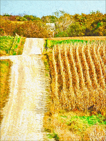 Corn Rows_101019_1506208__3-HXSYV