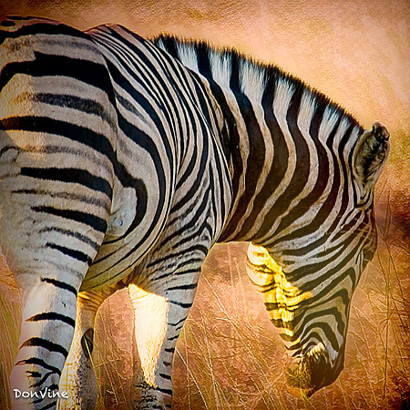 Late Afternoon Grazing_(Shamwari - South Africa)_050409_092439_808-XSIQ