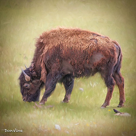 Bison with a Tic Remover_(Big Sky - Montana)_040524_155556_154-XSIQ