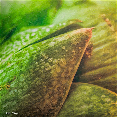 Leaf in a Sea of Artichoke_140203_16_020-HXSYQ