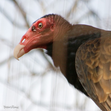 Red Faced Vulture_(Wichita - Kansas)_050305_152909_2227-XSIQ-Edit