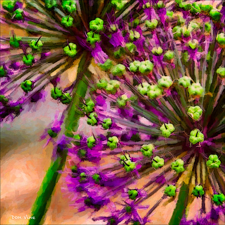Flowering Onion_100501__110__3-XSY2Q