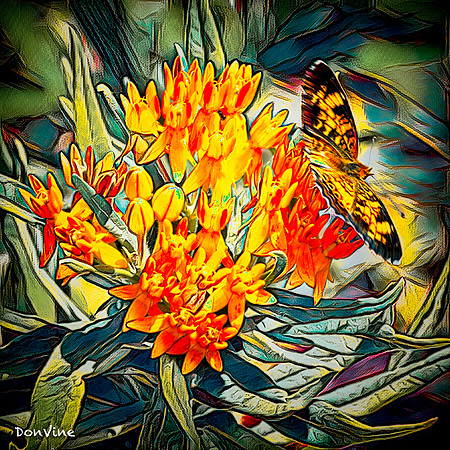 Butterfly Milkweed_()_030628_142104_18873-XSIQ