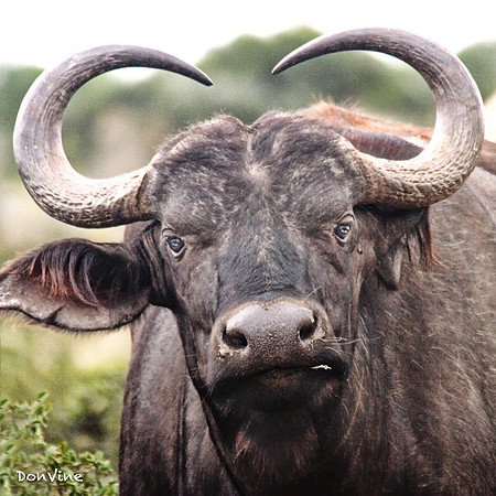 Buzz Off_(Shamwari - South Africa)_050410_065329_825-XSIQ