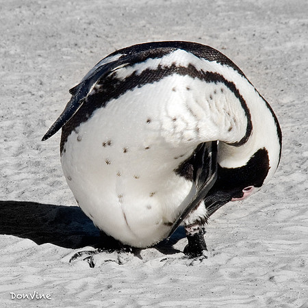 Like a Snowball_(Table Mountain National Park)_050404_080216_3254-XSIQ-Edit
