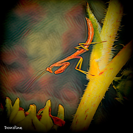 Righteous Bug_(Wichita - Kansas)_030816_140021_1869-XSIQ-Edit-3