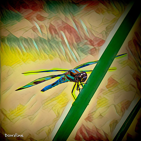 Dragonfly on Pond Grass_(Wichita - Kansas)_030817_114346_1922-XSIQ