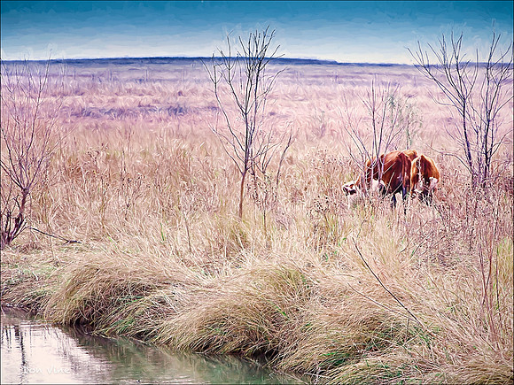 Hardscrabble Grazing_061105_000189-XSYA