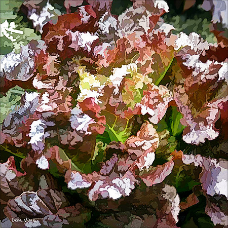 Red Velvet Lettuce_110531_498__2-HXSYQ