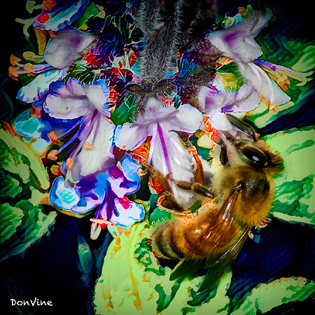 Sweet Basil & Honey Bee_(Wichita - Kansas)_031027_162712_2053-XSIQ