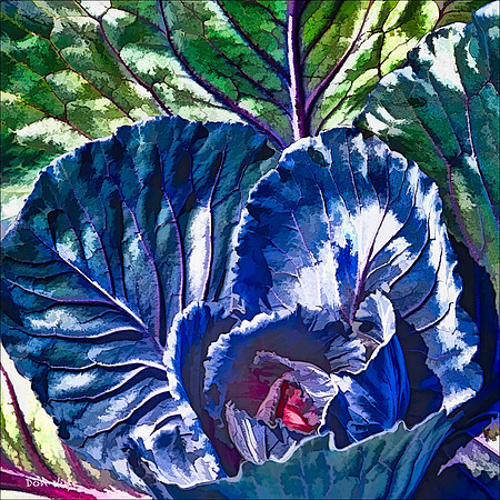 Kohlrabi_110604_007__2-HXSYQ