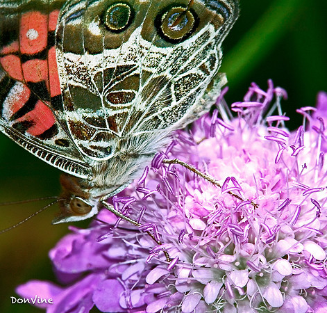 Butterfly on Pincushion Flower_(Wichita - Kansas)_060311_061034_37589-XSIQ