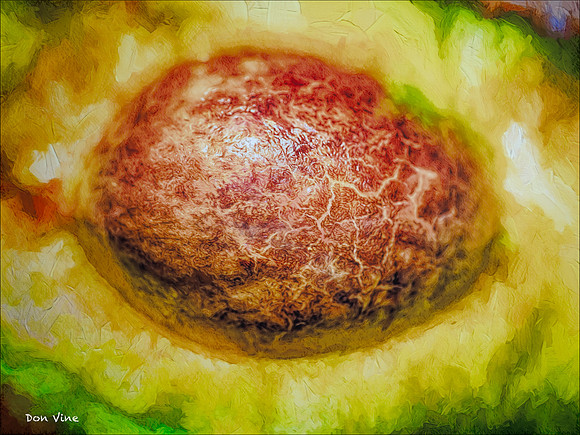 Avocado Seed_150521_095642_08-HXSYA