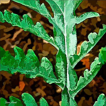 Artichoke Leaves_110531_443__3-HXSYQ