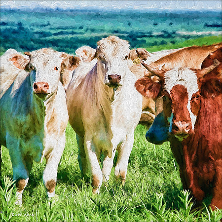 Flint Hills Cattle_080628_0659-HXSYQ