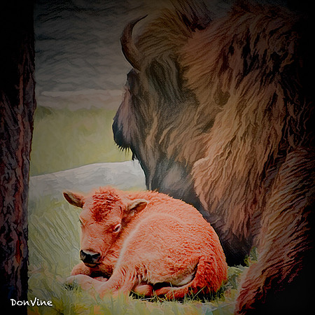 Montana Red Dog_(Big Sky - Montana Montana)_040524_091504_161-XSIQ