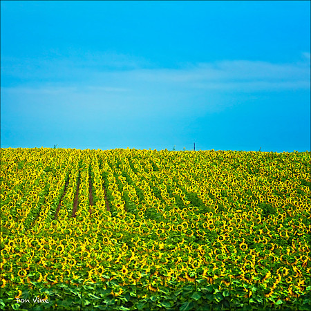 Sunflower Fields Forever_090915__054-XSYQ