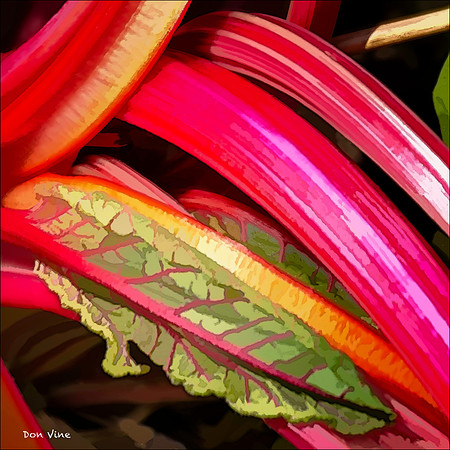 Swiss Chard_110611_037-HXSQ
