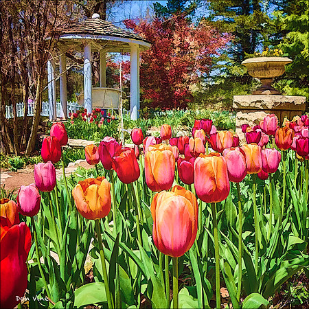 Tulips at the Bartlett_130428_11_423-HXSYQ