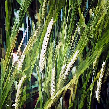 Two Row Barley_110604_309-HXSYQ