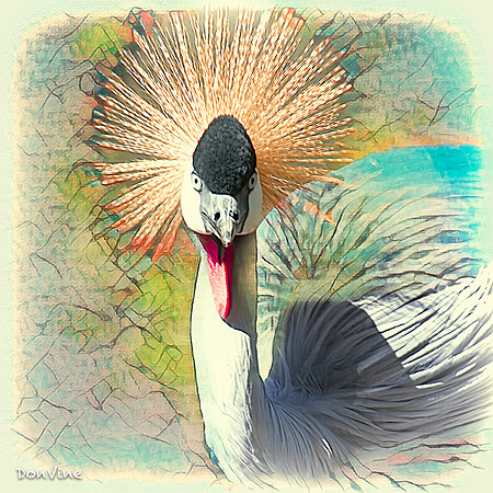 Gray Crowned Crane_(Cape Town - South Africa)_050403_053505_3214-XSIQ