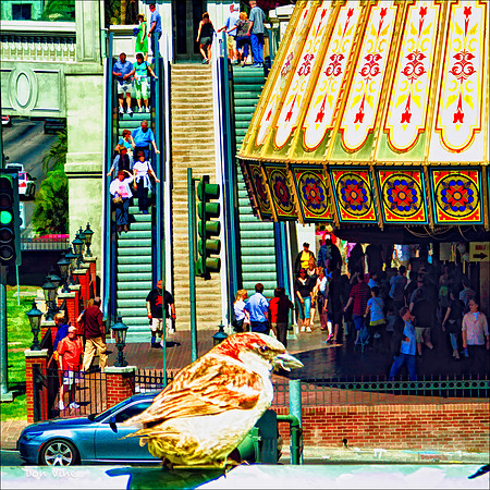 Flamingo Road - Barbary Coast_110328_15_156__3-HXSCYQ