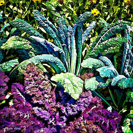Winterbor Kale_110604_025__2-HXSYQ