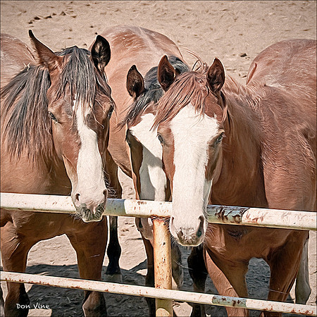 Three Buddies_090630__008-XSYQ