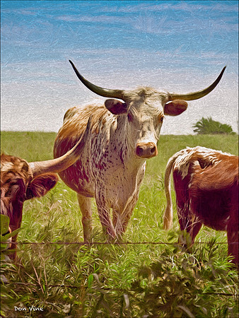 Longhorn Family_090628__109__3-XSYV