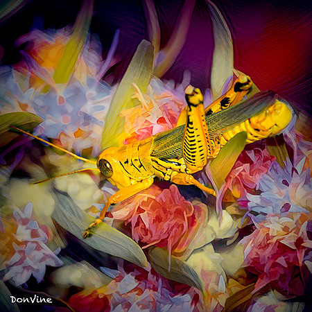Hiding in the Blossoms_(Wichita - Kansas)_030831_142134_2056-XSIQ-Edit-2