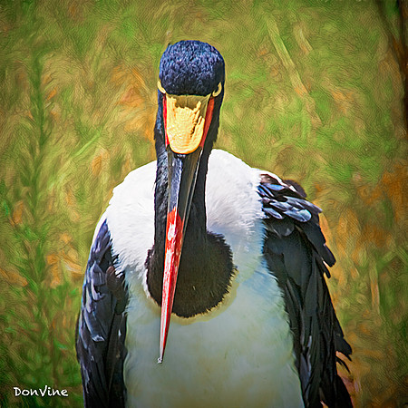 Black Headed Stork_(Wichita - Kansas)_050727_131837_3221-XSIQ-Edit