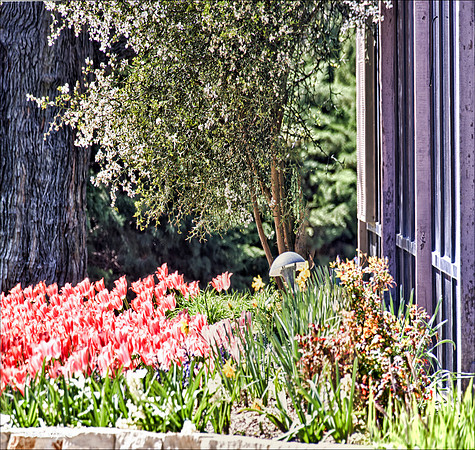 Tulips at the Gate_120325_316_HDR__4