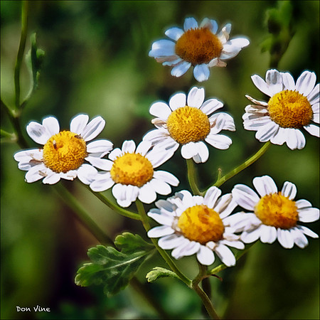 Chamomile Blossoms_110606_033-HXSYQ