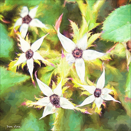 Rose Hip Stars_140910_15022-HXSYQ