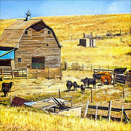 Cattle Barn_101001_13341__3-XSYQ