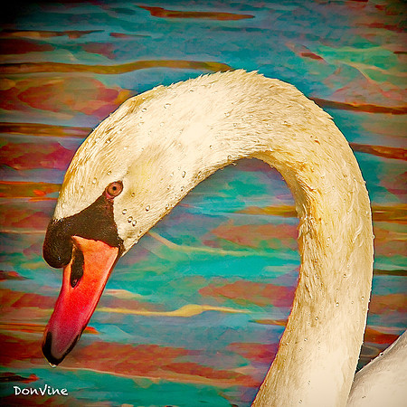 One White Swan_(Napa - California)_050306_114352_2464-XSIQ