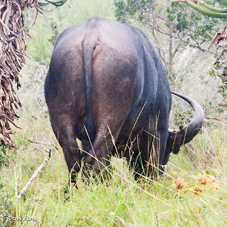 Water Buffalo_(Shamwari - South Africa)_050410_000915_834-XSIQ-Edit