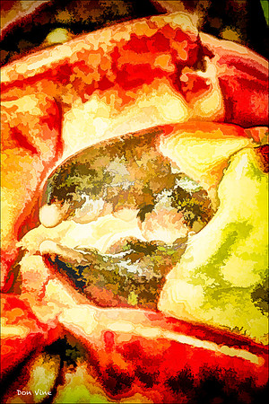 Stone Crab_121110_18116-HXSYV