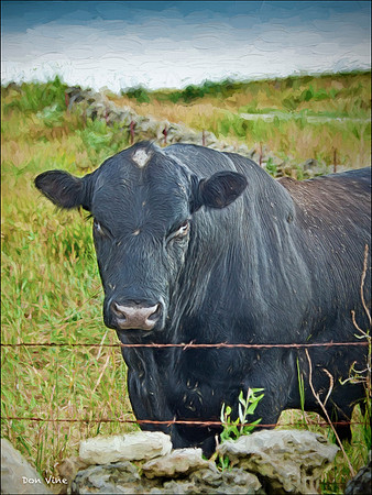 Rock Hill Ranch Bull_100910_16331-XSYV
