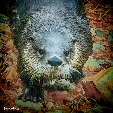 Little River Otter_(Asheville - North Carolina)_180311_150632_1231-XSIQ