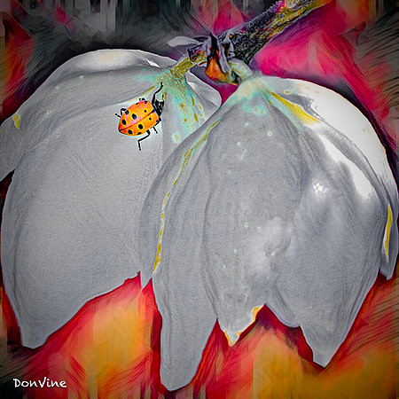 Yucca & Lady Bug_()_040531_142938_24-XSIQ
