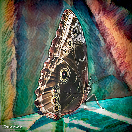 Pearly Eye_()_030727_123558_1984-XSIQ