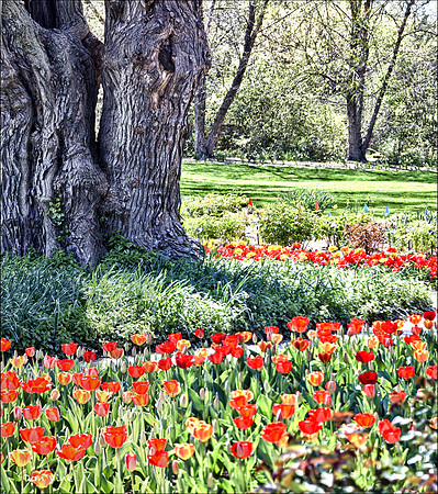 Ring of Tulips_120325_291_HDR__2